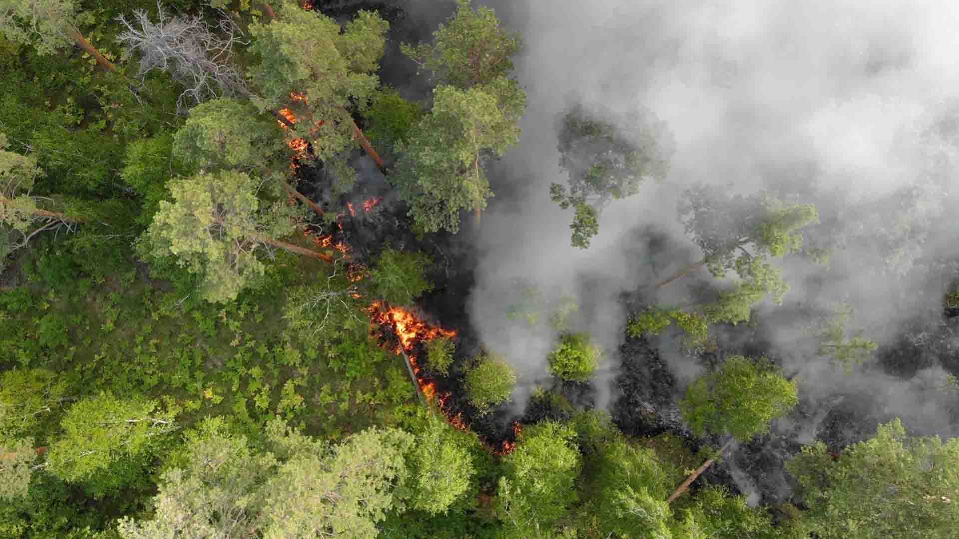 Amazon wildfires in Brazil fall to lowest level in four decades
