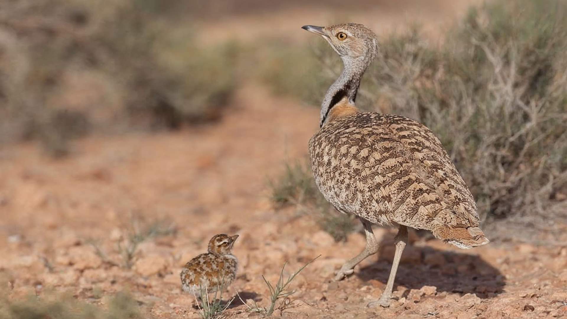 UAE houbara breeders gain new IFHC training pathway UAE houbara breeders gain new IFHC training pathway